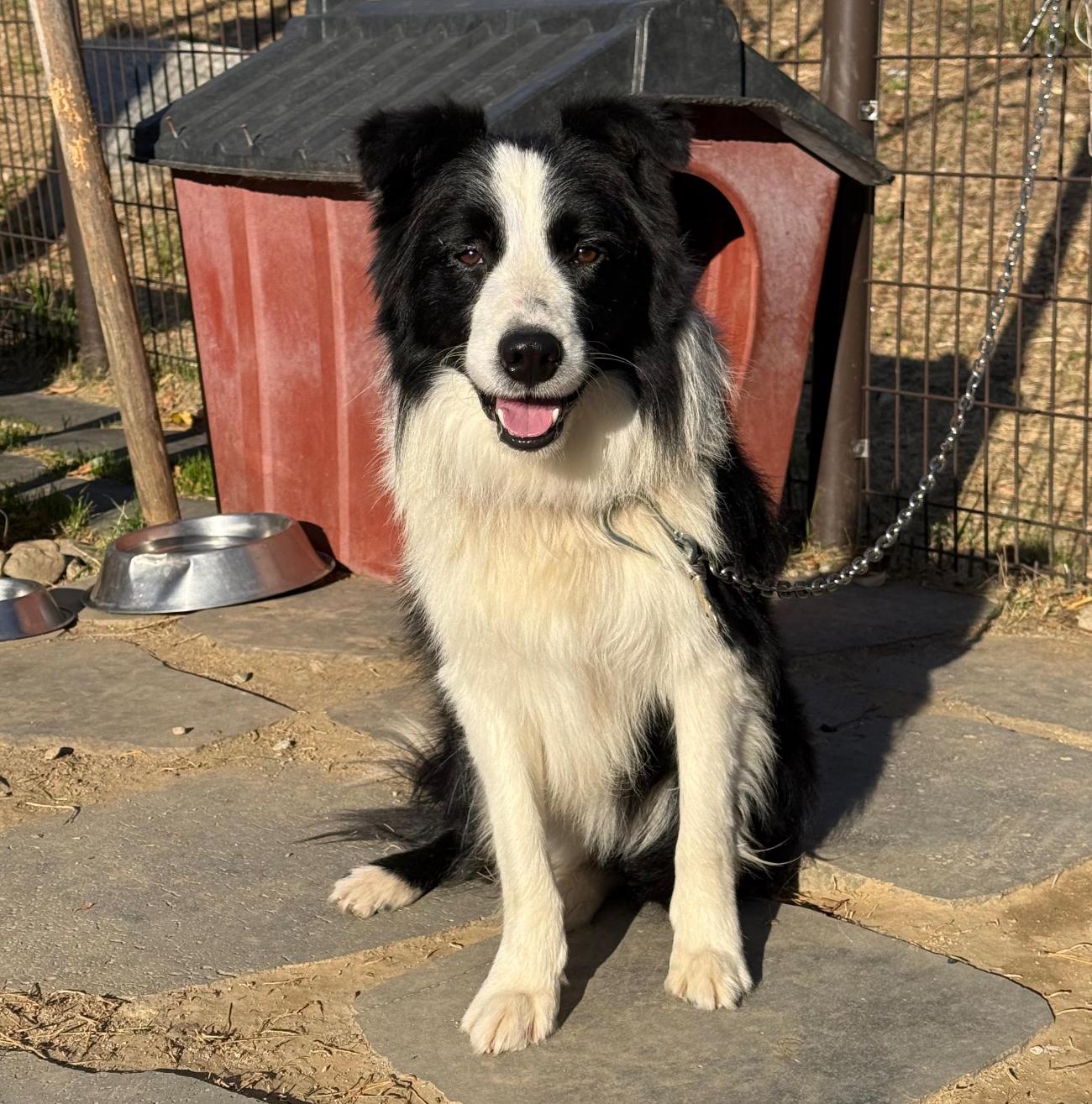 보호중 보더 콜리의…